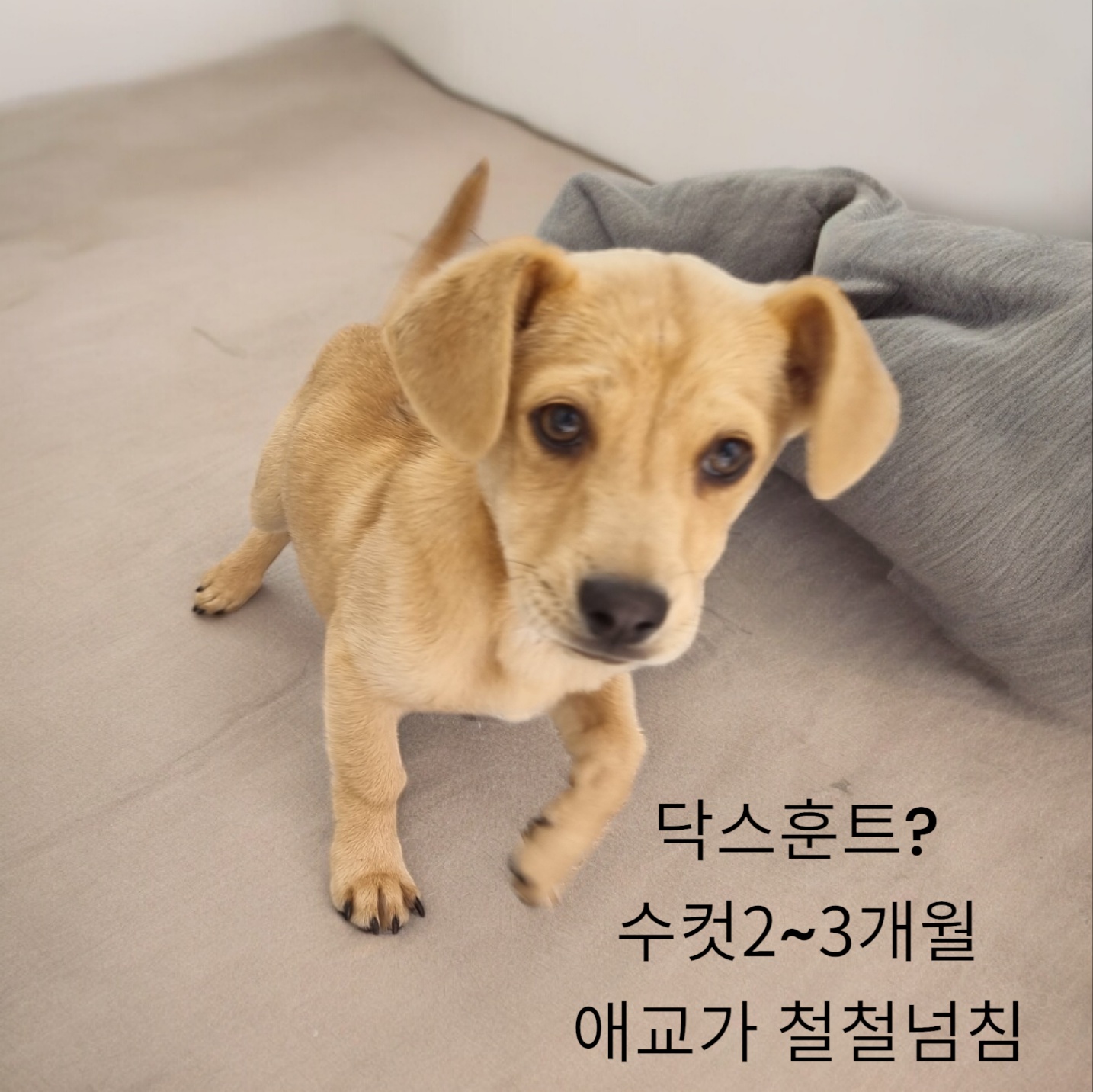 보호중 닥스훈트의 …